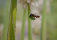 Blattschneiderbiene transportiert Blattstück zu Allium-Stängel, um dort das Nest auszukleiden. | Quelle: Stephanie Rübenach | Copyright: UR / Stephanie Rübenach