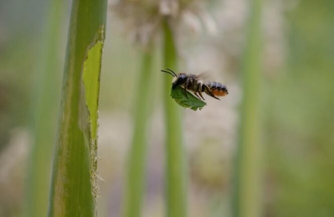 Blattschneiderbiene transportiert Blattstück zu Allium-Stängel, um dort das Nest auszukleiden. | Quelle: Stephanie Rübenach | Copyright: UR / Stephanie Rübenach