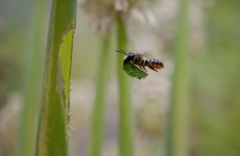 Blattschneiderbiene transportiert Blattstück zu Allium-Stängel, um dort das Nest auszukleiden. | Quelle: Stephanie Rübenach | Copyright: UR / Stephanie Rübenach