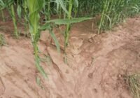 Typische Bodendegeneration durch Maisanbau. Mais gehört zu den Fruchtarten, der dem Boden am meisten zusetzt. Credits: Pugnalom