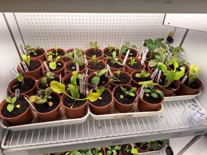 Low-Res_Jiata Ekele - Kale plants | Pugnalom