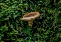 Der Mykorrhizapilz Austropaxillus betuloides taucht aus einer hyperdiversen, aber versteckten unterirdischen Pilzgemeinschaft in La Araucania, Chile, auf Kredit SPUN/Tomás Munita