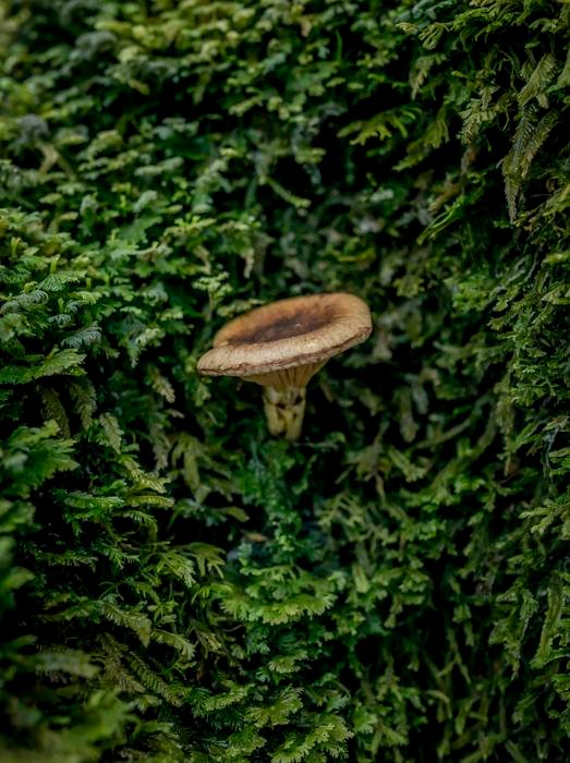 Der Mykorrhizapilz Austropaxillus betuloides taucht aus einer hyperdiversen, aber versteckten unterirdischen Pilzgemeinschaft in La Araucania, Chile, auf Kredit SPUN/Tomás Munita