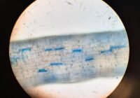 Rebwurzel besiedelt mit Arbuskulären Mykorrhizapilzen. | Quelle: Davide Francioli | Copyright: Davide Francioli