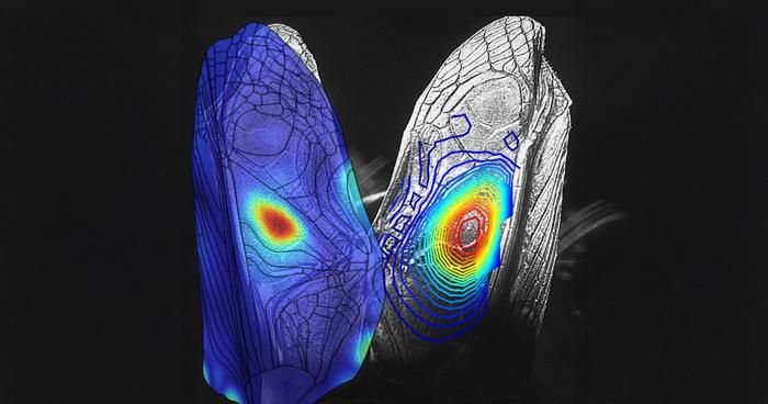 low-res_2025-07-wn-hero-wings6521583986231244295 | Pugnalom