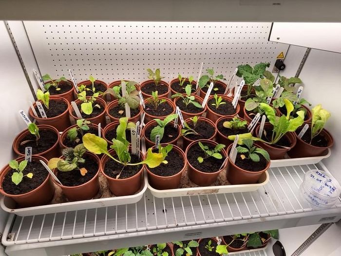 low-res_jiata ekele - kale plants8658334879687124880. | Pugnalom