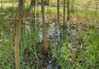 Credits: Christoph Josten, LWF, waldwissen.net