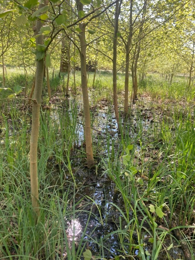 Credits: Christoph Josten, LWF, waldwissen.net