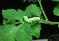 Raupe des Tabakschwärmers. Credits: Andreas Schaller