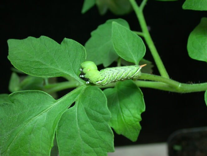 Raupe des Tabakschwärmers. Credits: Andreas Schaller