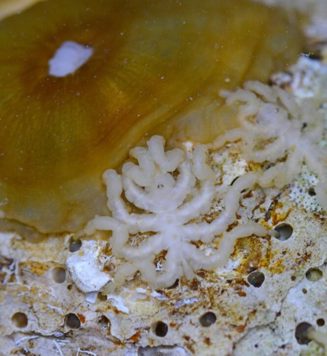 Credits: Georg Brenneis