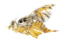 Credits: Marc F. Schetelig