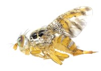 Credits: Marc F. Schetelig