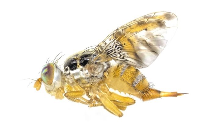 Credits: Marc F. Schetelig