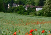 Credits: Tamas Lakatos