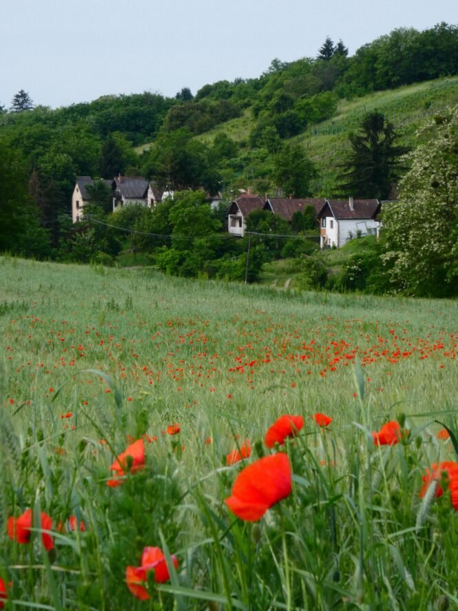 Credits: Tamas Lakatos