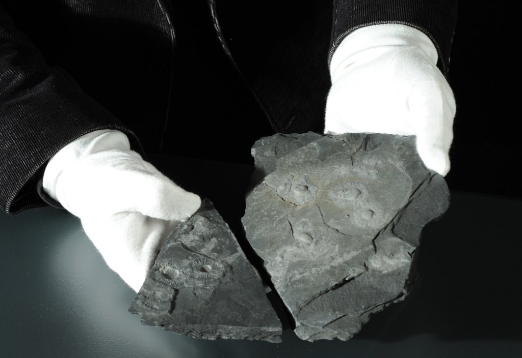 Credits: Alice Schumacher, NHM Wien, Alice Schumacher