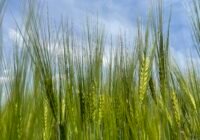 Credits: Katharina Scherf