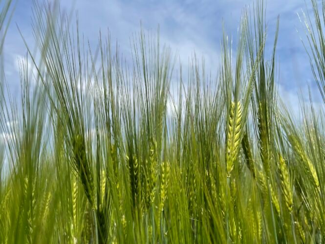 Credits: Katharina Scherf