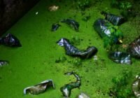 Credits: ???? ???????, pexels