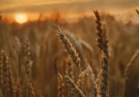 Credits: Tetyana Kovyrina, pexels