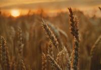 Credits: Tetyana Kovyrina, pexels