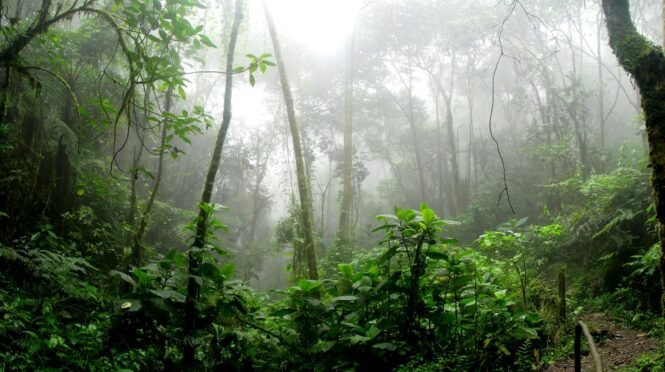 rainforest surrounded by fog | Pugnalom