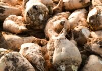 Credits: Samet Kaplan, pexels