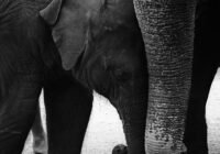 Credits: Namal Siriwardana, pexels