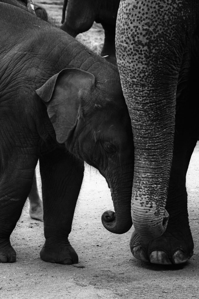 pexels-th3explorer-22915848 1 | Pugnalom Credits: Namal Siriwardana, pexels