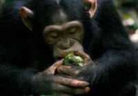 Forscher aus Dartmouth und von der University of St. Andrews schlagen "scrumping" als neues Wort vor, um die Vorliebe afrikanischer Affen für das Essen vergorener Früchte vom Boden zu beschreiben. Jüngste Forschungsergebnisse deuten darauf hin, dass dieses Verhalten zu der Fähigkeit des Menschen geführt haben könnte, Alkohol zu verstoffwechseln, aber diese Vorliebe für gefundene Früchte wurde bisher nicht gesondert untersucht; Kredit Catherine Hobaiter/Universität von St. Andrews