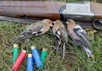 Credits: Komitee gegen den Vogelmord (CABS)