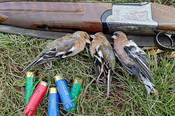 Credits: Komitee gegen den Vogelmord (CABS)