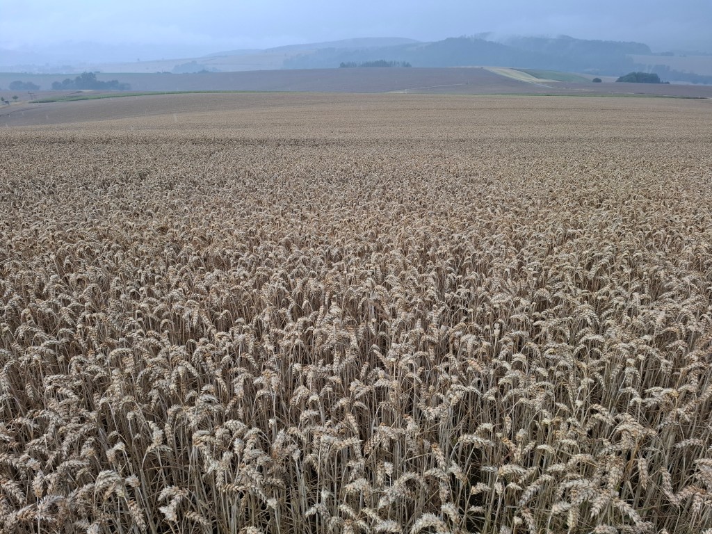 20250727_152058 | Pugnalom Hunderte Hektar Monokultur prägen das Bild in der Feldmark, und auch auf den Wegen wächst keine Wildblume mehr. Credits: Pugnalom
