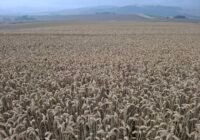 Hunderte Hektar Monokultur prägen das Bild in der Feldmark, und auch auf den Wegen wächst keine Wildblume mehr. Credits: Pugnalom