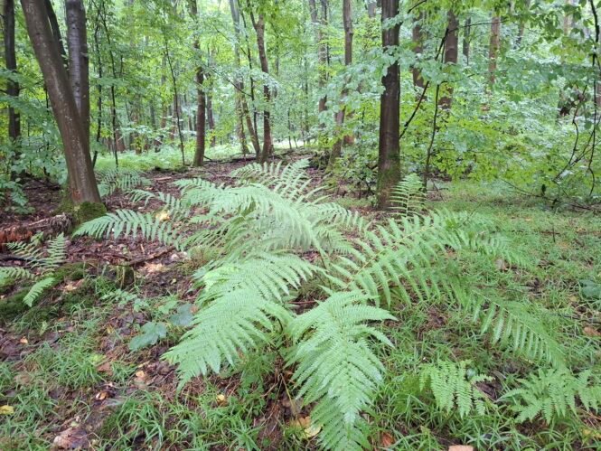 20250727_154558 | Pugnalom Credits: Pugnalom