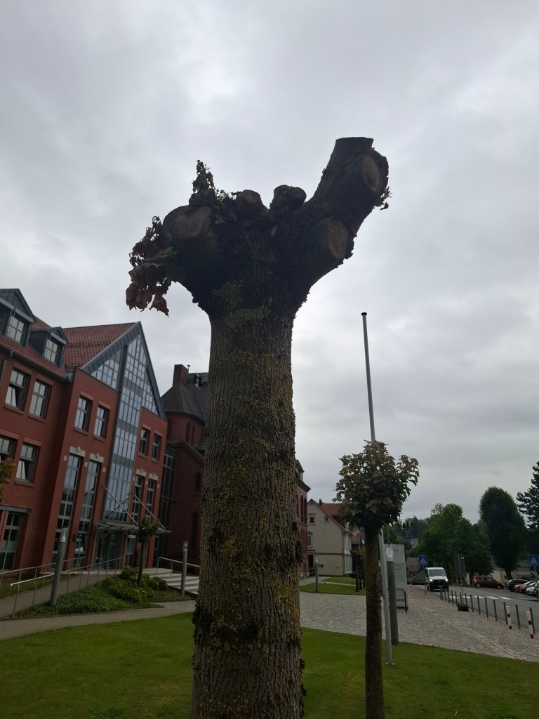 Gekappter Baumstumpf vor einer städtischen Gebäudezeile, zeigt radikalen Kronenschnitt unter einem bewölkten Himmel.