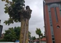 Gekappte Ahorne vor dem Kreishaus des Landkreises Göttingen in Osterode am Harz. Credits: Pugnalom