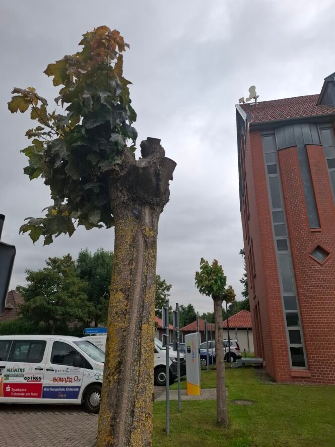 Gekappte Ahorne vor dem Kreishaus des Landkreises Göttingen in Osterode am Harz. Credits: Pugnalom