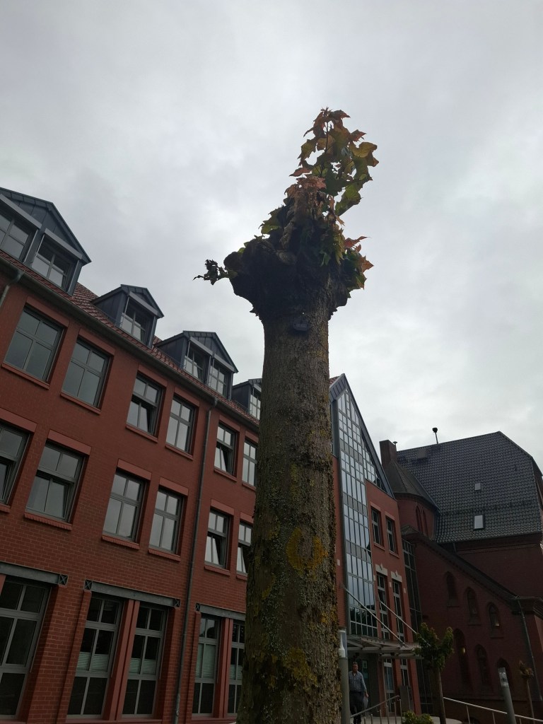 Ein kappend geschnittener Baum mit wenigen grünen Blättern an der Spitze, steht vor einem modernen Gebäude mit großen Fenstern. Der Himmel ist bewölkt.