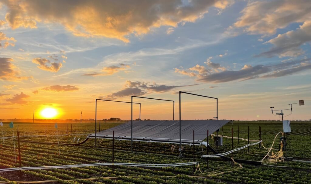 Ein Sonnenuntergang über einem Sojafeld mit Forschungsanlagen zur Untersuchung von Ozon- und Trockenstress.