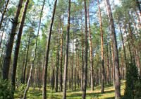 Kiefernwald in Litauen | Quelle: Antonio Jordán | Copyright: Antonio Jordán über imaggeo.egu.eu