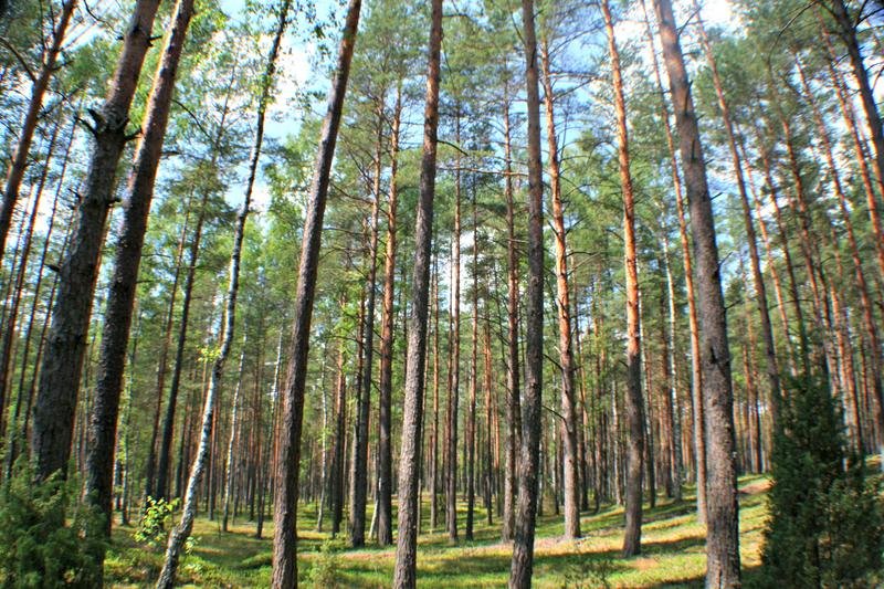 Ein dichter Wald mit hohen Kiefern, der an einem sonnigen Tag fotografiert wurde, mit Licht, das durch die Baumkronen scheint.