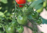 Credits: s-ms_1989, pixabay