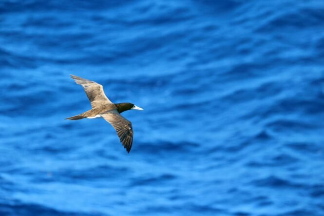 cole-marshall-pmsPfWxSS18-unsplash | Pugnalom