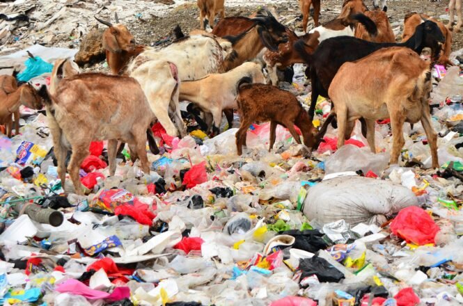 Credits: Iqro Rinaldi, unsplash