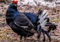 Credits: Lasse Nystedt, pexels