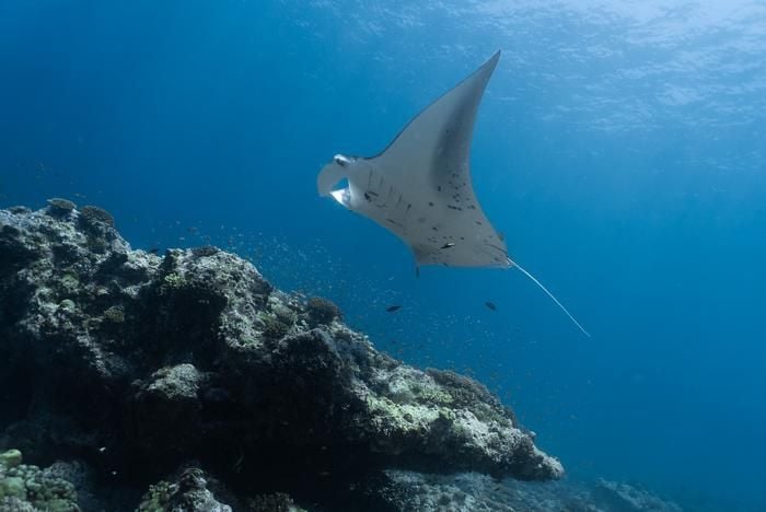 low-res_chagos_manta_leila_scheltema_manta_trust2295382121514851766 | Pugnalom