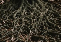 Credits: Matteo Grando, unsplash