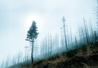 Credits: Merrit Thomas, unsplash